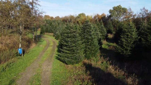 WOW ялиця Abies Nordmanniana XХХXL(5-6м) ч2 у Данї смотреть онлайн