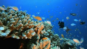 2 Hours of Beautiful Coral Reef Fish 🐠 Relaxing Ocean Fish & Stunning Aquarium Relax Music
