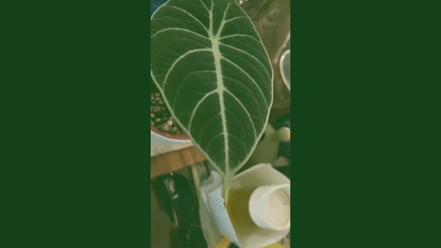 ALOCASIA REGINULA BLACK VELVET (RARE PLANTS)| HOW TO CARE смотреть онлайн