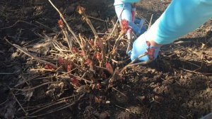 ДРЕВОВИДНЫЙ ПИОН! Уход и подкормка весной!