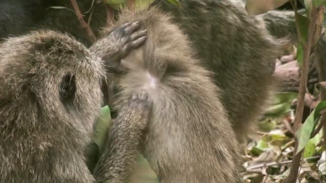 Monkey In Serengeti- Affenfamilie In Der Serengeti