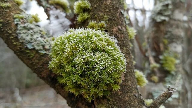 Осенний лес Карельского перешейка, октябрь - декабрь 2020 года смотреть онлайн