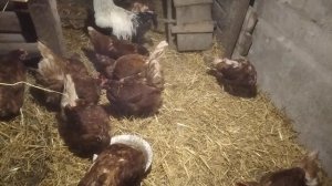 БОЛЕЗНЬ НЬЮКАСЛА у Кур//ВАКЦИНАЦИЯ самостоятельно на дому