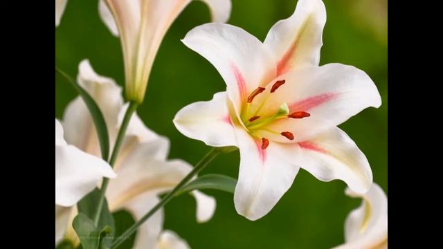 Лилии(фотографии) смотреть онлайн