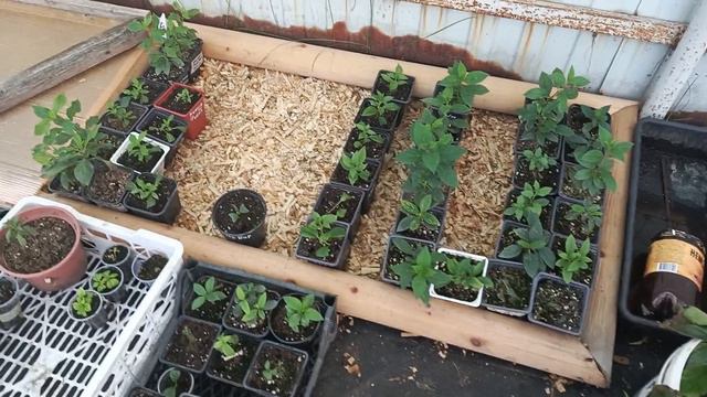 Пересадила все саженцы гортензий в открытый грунт🌱 смотреть онлайн