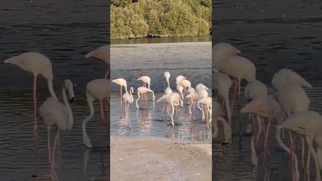 Best and Must Visit Natural Tourist Spot in Dubai. Ras Al Khor Wildlife Sanctuary. смотреть онлайн