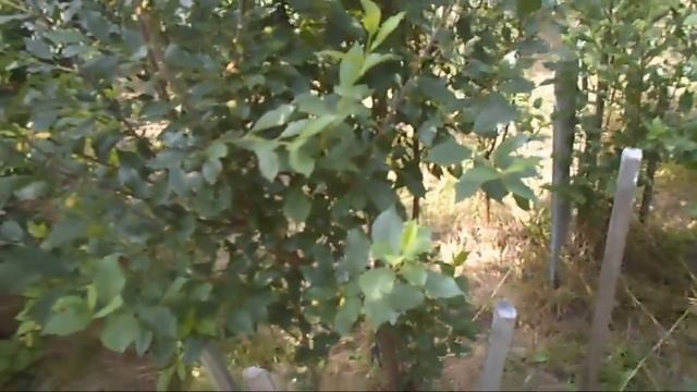 13. В. Железов. Жёлтая черешня и другие наблюдения смотреть онлайн