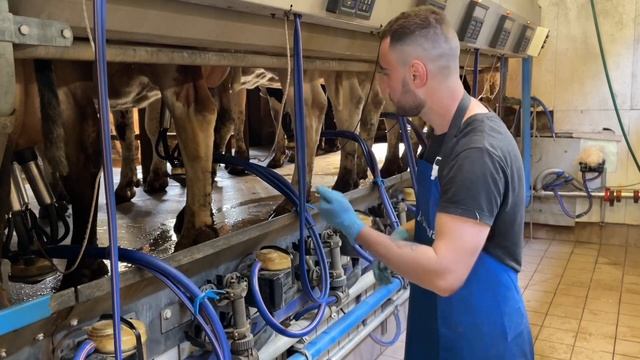 Дойка коров на швейцарской ферме, рассказываем и показываем смотреть онлайн