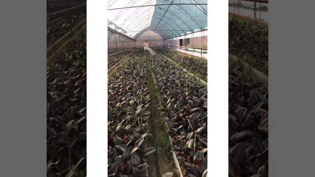 Fikus elastika guli haqida(Ficus Rubber Elastica Care and watering) смотреть онлайн