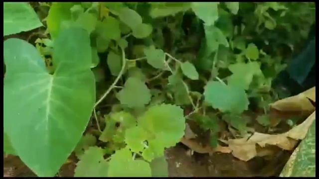 PULLING LABIA ,UGANDAN MOST WEIRD CULTURE, HOW TO PULL LABIA Ft African Muwala смотреть онлайн
