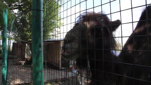 Camel is eating banana Верблюд ест банан смотреть онлайн