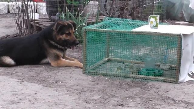 Пес днями охраняет маленьких утят смотреть онлайн