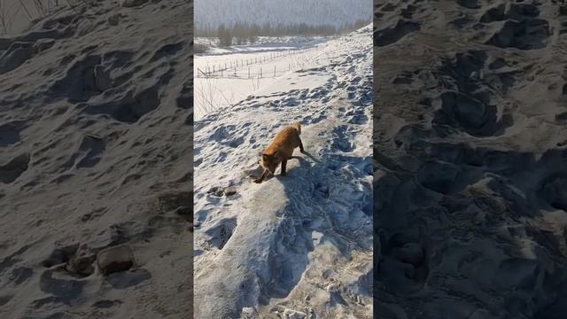 Лиса пришла в гости. The fox came to visit. смотреть онлайн