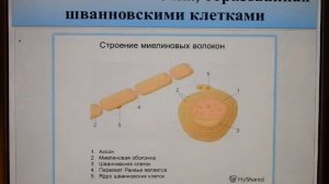 Нервная система человека. Введение: основные понятия, состав и строение.