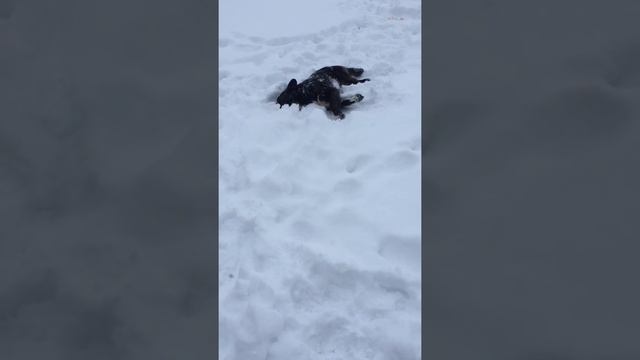 В Марий Эл отравили собаку смотреть онлайн