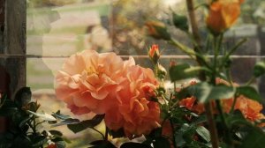 Роза  Вестерланд (Шраб) - Westerland (Kordes, 1969)