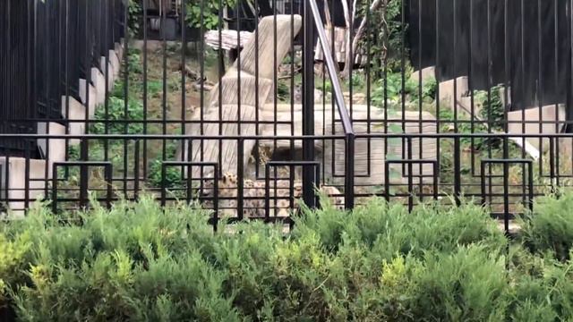 Zoo in Chisinau! Crazy Leopard! - Кишиневский зоопарк! смотреть онлайн
