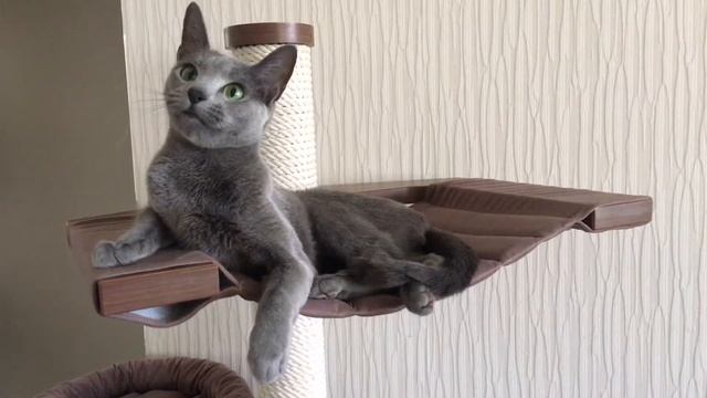 Русская голубая! Русские голубые котята! Питомник Русских Голубых кошек Ruzara смотреть онлайн