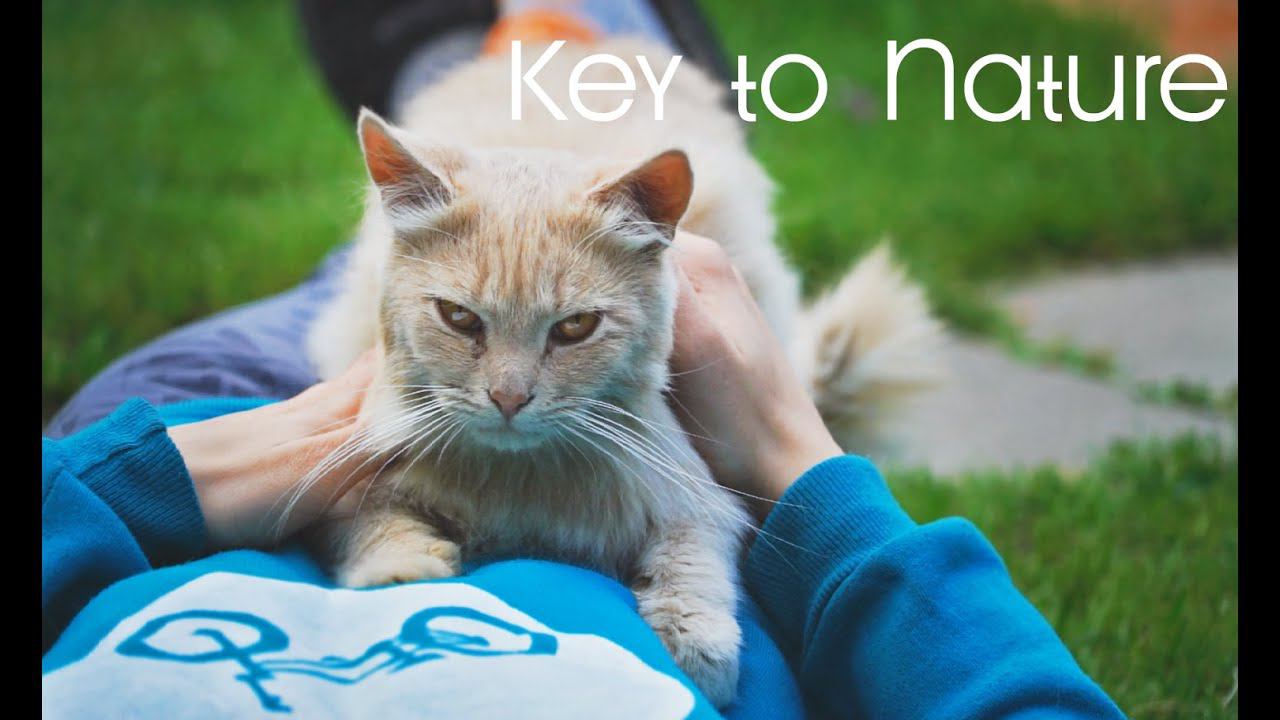 Key to Nature смотреть онлайн