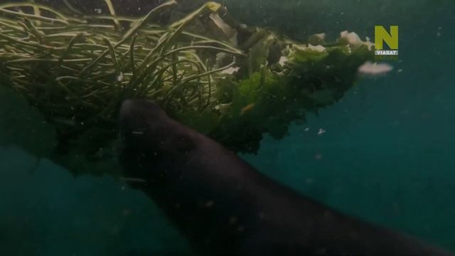 Могучие реки с Джереми Уэйдом. Амазонка