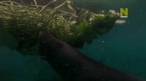 Могучие реки с Джереми Уэйдом. Амазонка