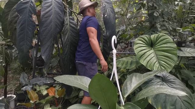 Anthurium Cubense (big bill) sowing and seed germination смотреть онлайн