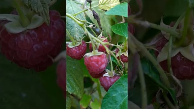 ПОЧЕМУ ПАДАЕТ УРОЖАЙНОСТЬ И МЕЛЬЧАЮТ ЯГОДЫ МАЛИНЫ? смотреть онлайн