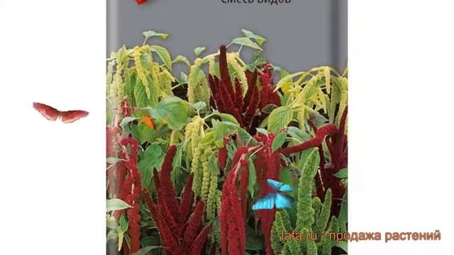 Ремонтный Гений