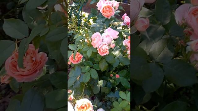 Японская роза : принцесса Сакура.отлично держится цветок в южном регионе..... смотреть онлайн