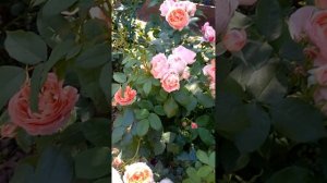 Японская роза : принцесса Сакура.отлично держится цветок в южном регионе.....