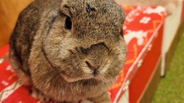 Visiting Japan's Cute Rabbit Cafe🐰💓 | Bunny Cafe Moff Rell | ASMR смотреть онлайн