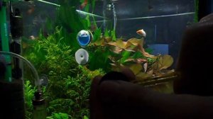 Как реанимировать аквариумные присоски