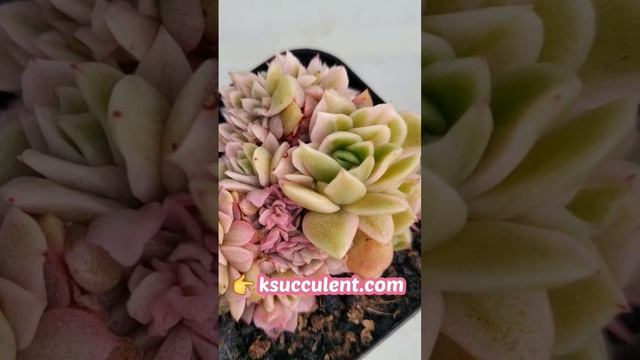 Echeveria Agavoides Gilva variegated, Cristata/rare Koreansucculents смотреть онлайн