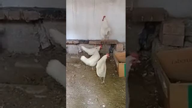 Карлик леггорн в 33. Туркестанский Ашимхан смотреть онлайн