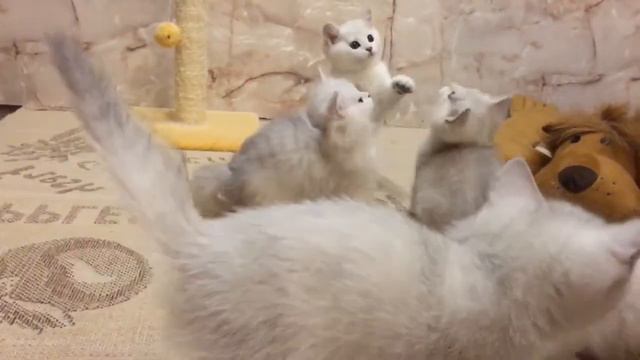 Британика котята шиншиллы +7926-533-0842 (Британские с шелковистой шерстью, в колтуны не сваливаетс смотреть онлайн