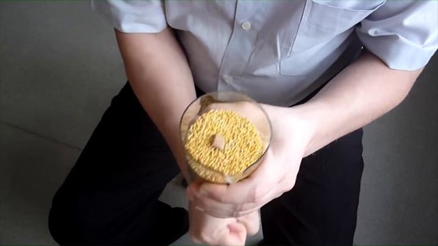 Опыт с пшеном смотреть онлайн