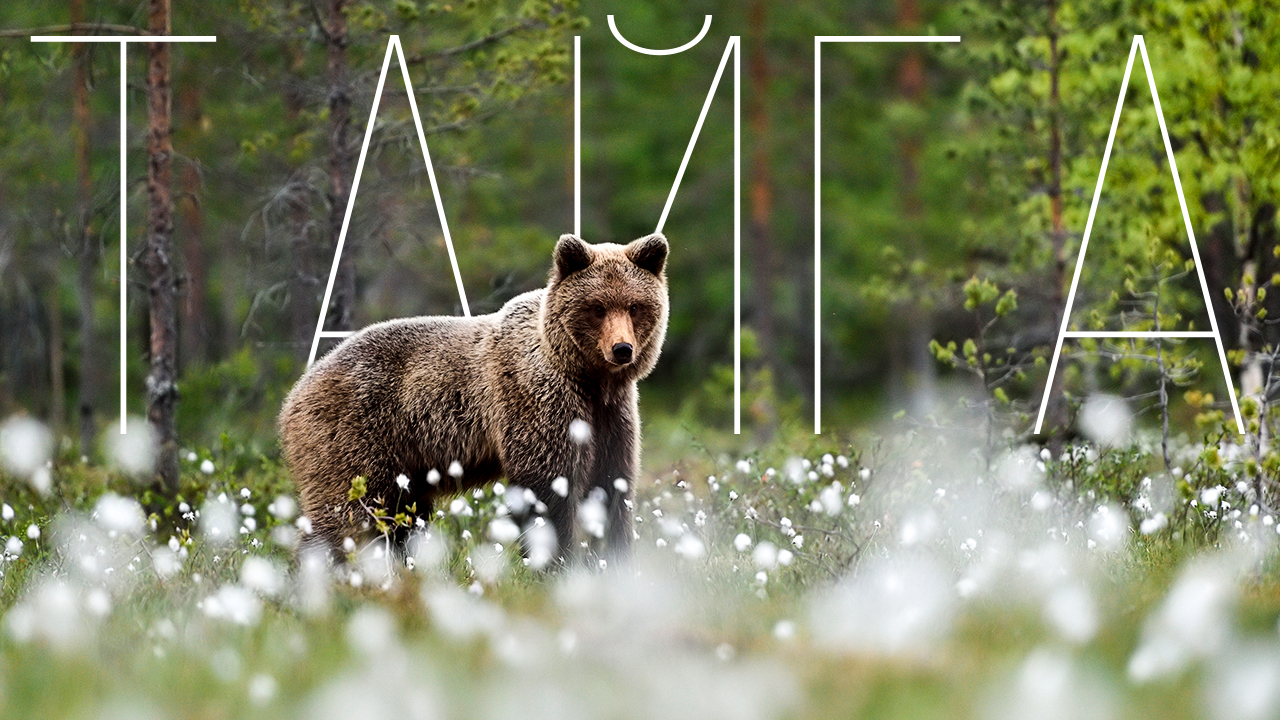 Тайга не любит слабых. Как здесь живут люди. Как выжить в Тайге | Факты смотреть онлайн