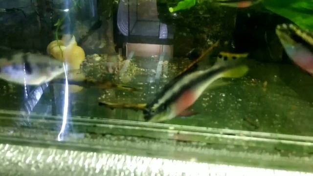 Кормление аквариумных рыбок разными кормами