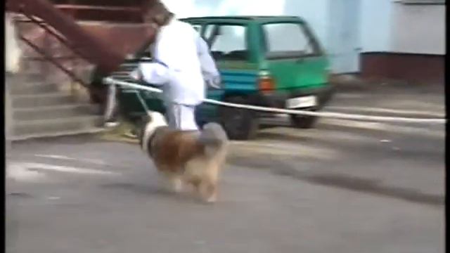 г. Березники, 28.09.2003 г., ринг колли смотреть онлайн