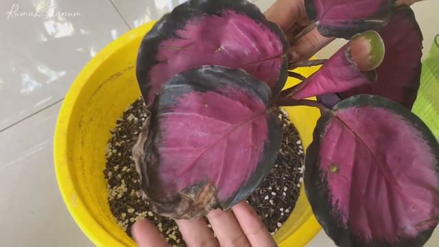 CALATHEA CRIMSON || beli tanaman hias di Jaya Green House смотреть онлайн