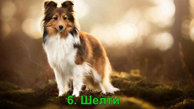 Топ 10 самых умных пород собак смотреть онлайн