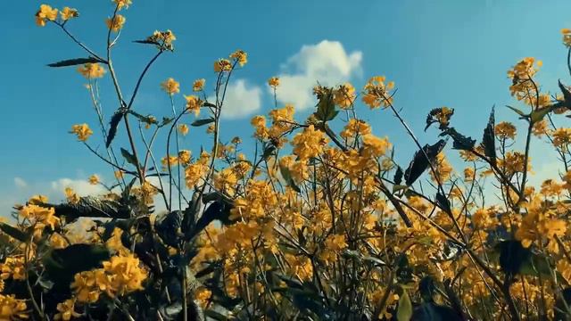 Хитрости опытных огородников | Советы начинающим огородникам смотреть онлайн