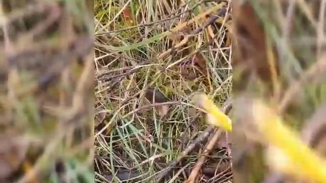 Increible brote de cantharellus y negrillas! смотреть онлайн