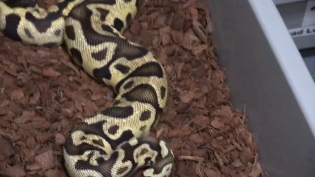 2022 Ball Python Collection Update! смотреть онлайн