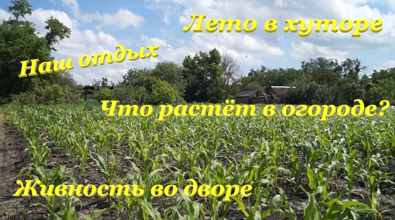 Лето в хуторе☀ / Что растёт в огороде???? / Живность во дворе??? / Наш отдых? смотреть онлайн