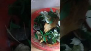Как ухаживать за садовыми улитками