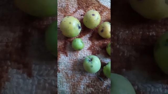 Осенний сбор.,мини яблоки. смотреть онлайн