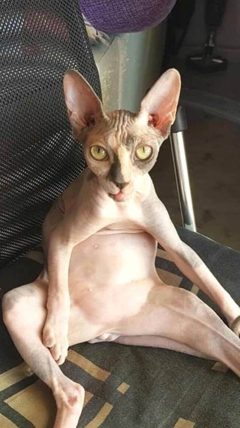 Сфинксы  Смешные кошки