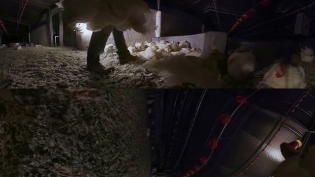 Amanda Abbington introduces iAnimal - 42 days in the life of chickens смотреть онлайн