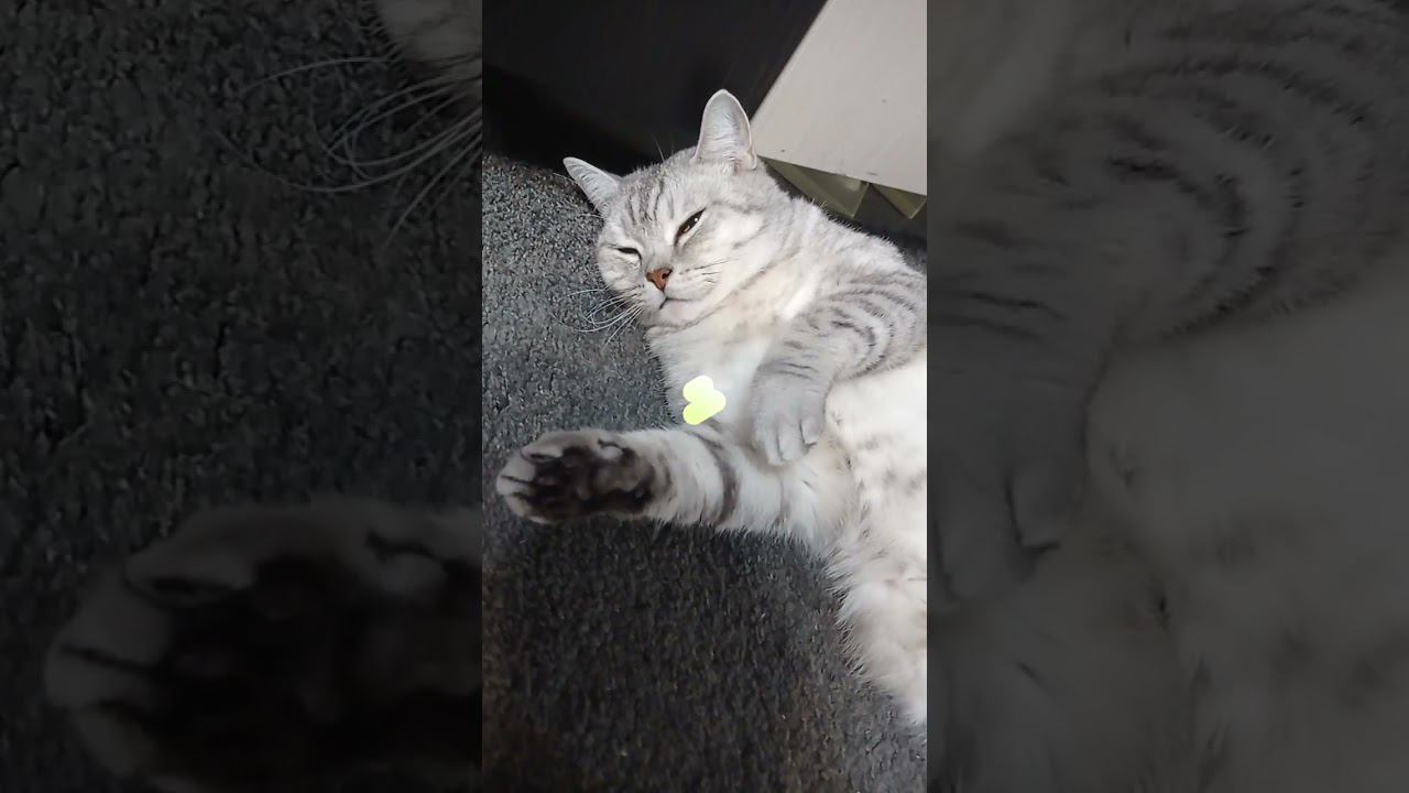 Кого ты спасешь? #shorts #коттитар #выбери #котики #лайк #подписка #котята #мяу смотреть онлайн